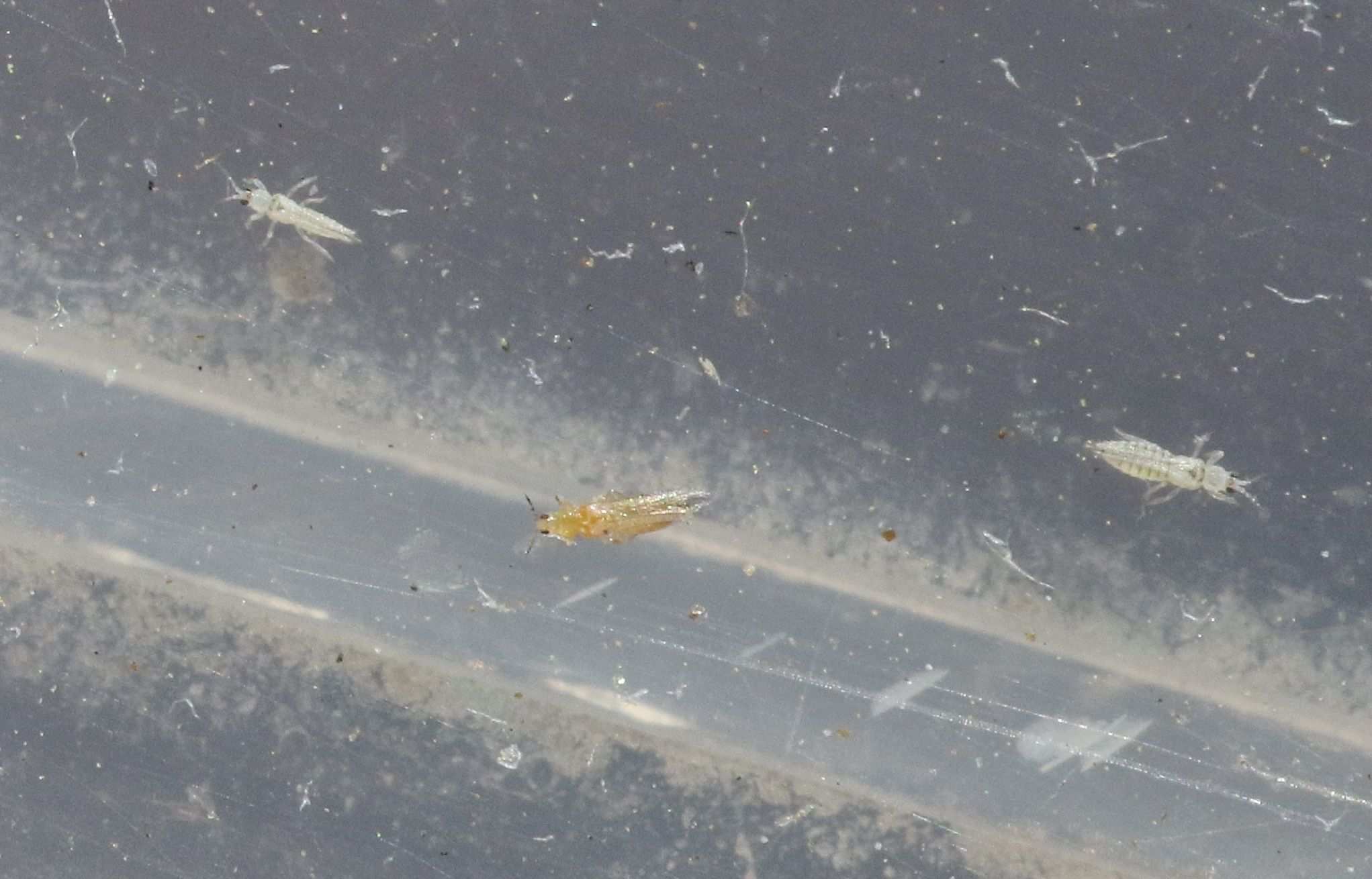 Mycterothrips
