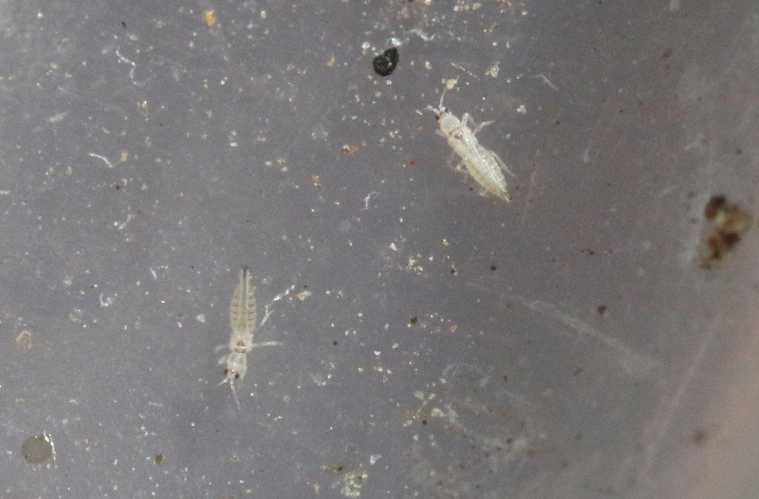 Mycterothrips