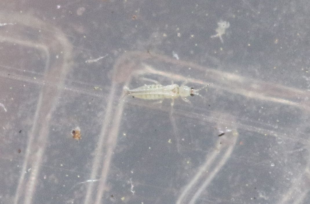 Mycterothrips