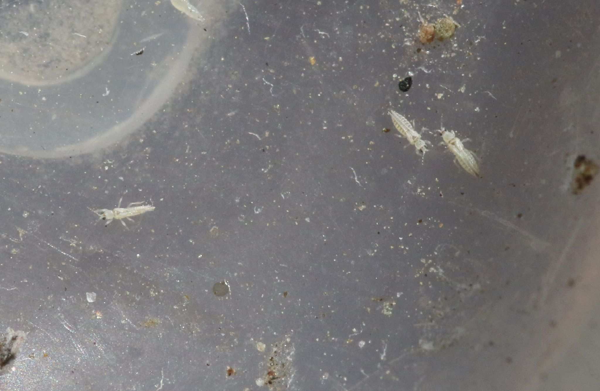 Mycterothrips
