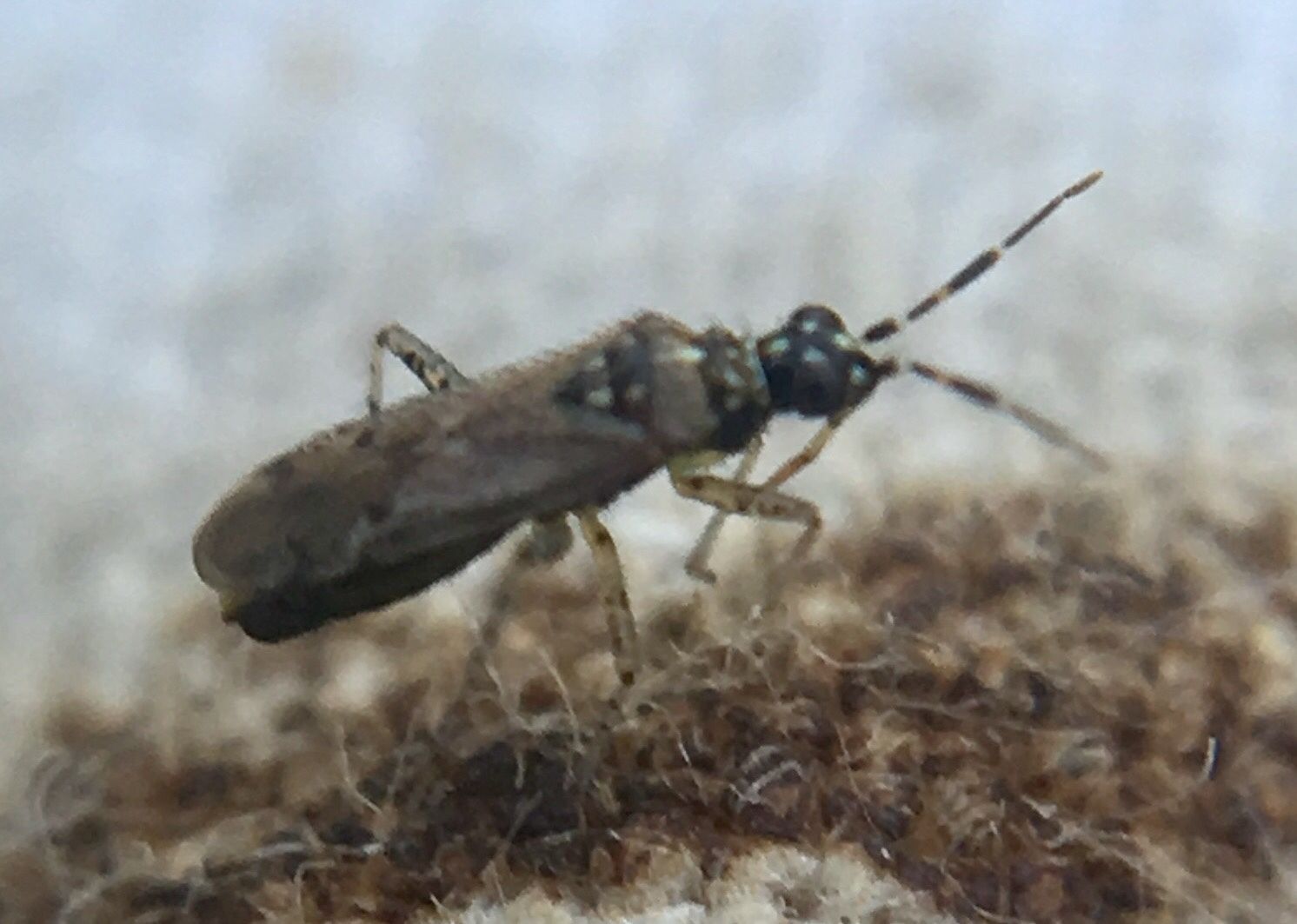 Dicyphus annulatus