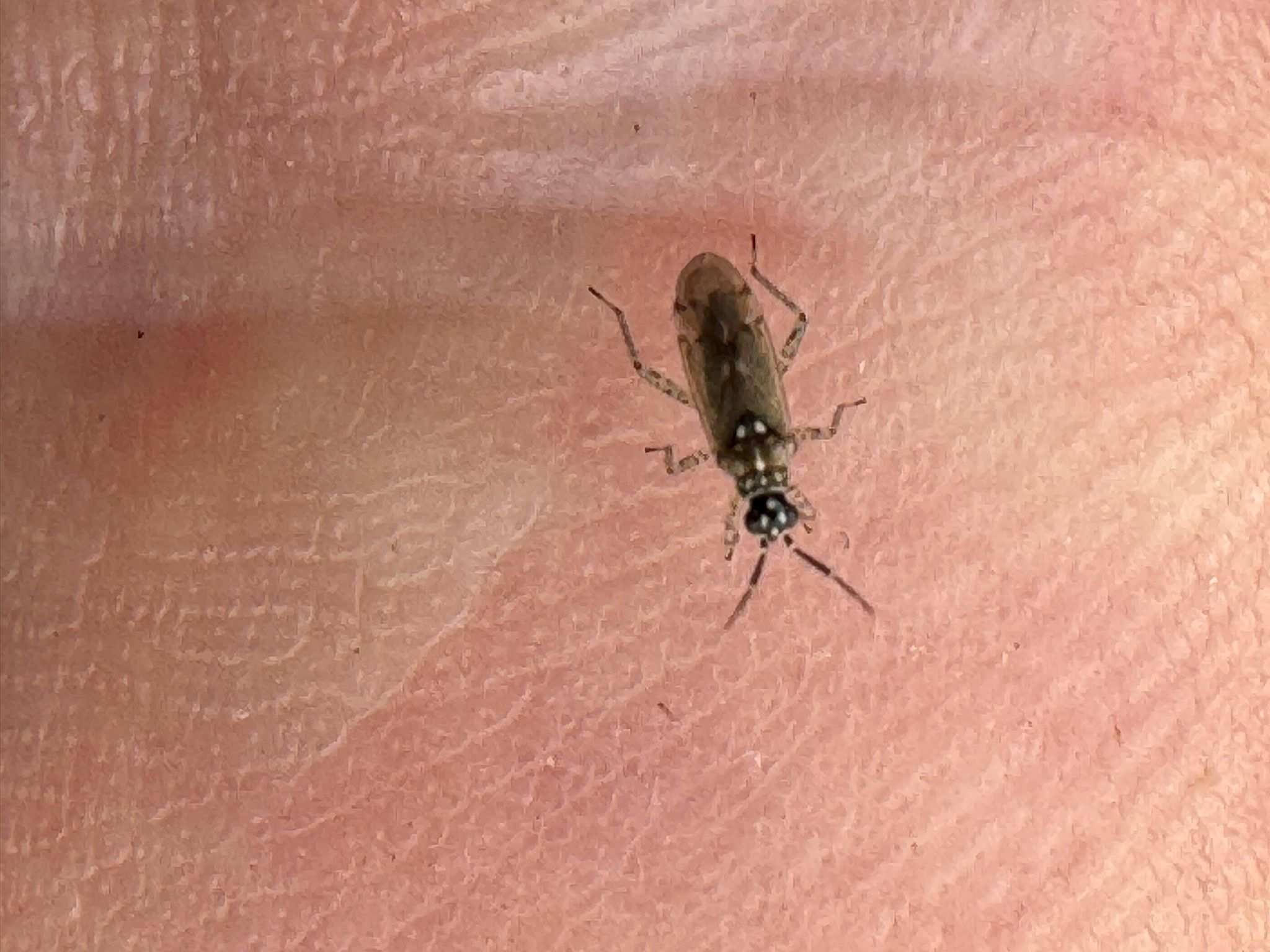 Dicyphus annulatus