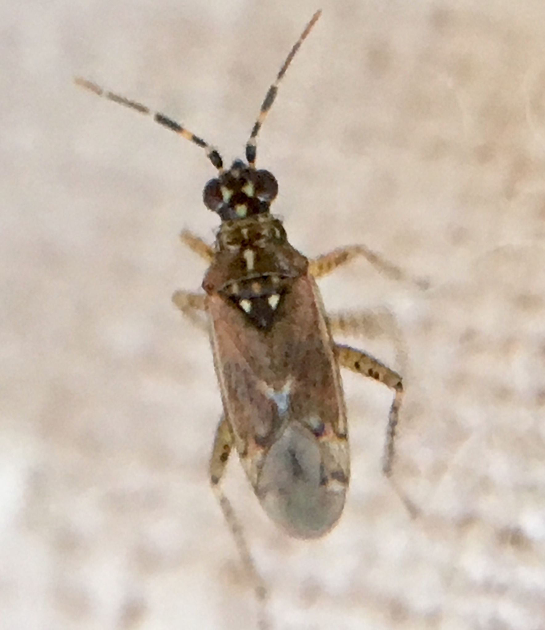 Dicyphus annulatus