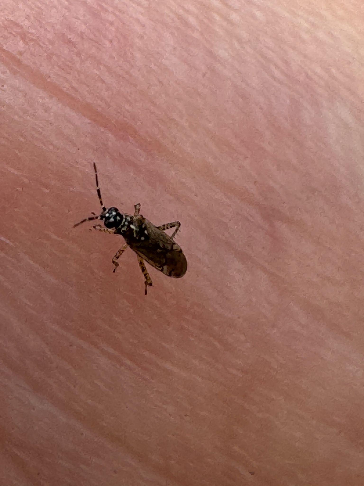 Dicyphus annulatus