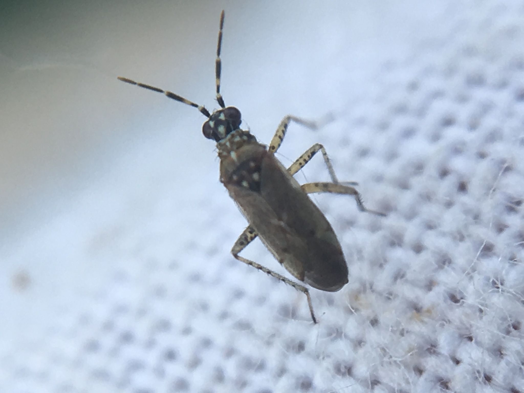 Dicyphus annulatus
