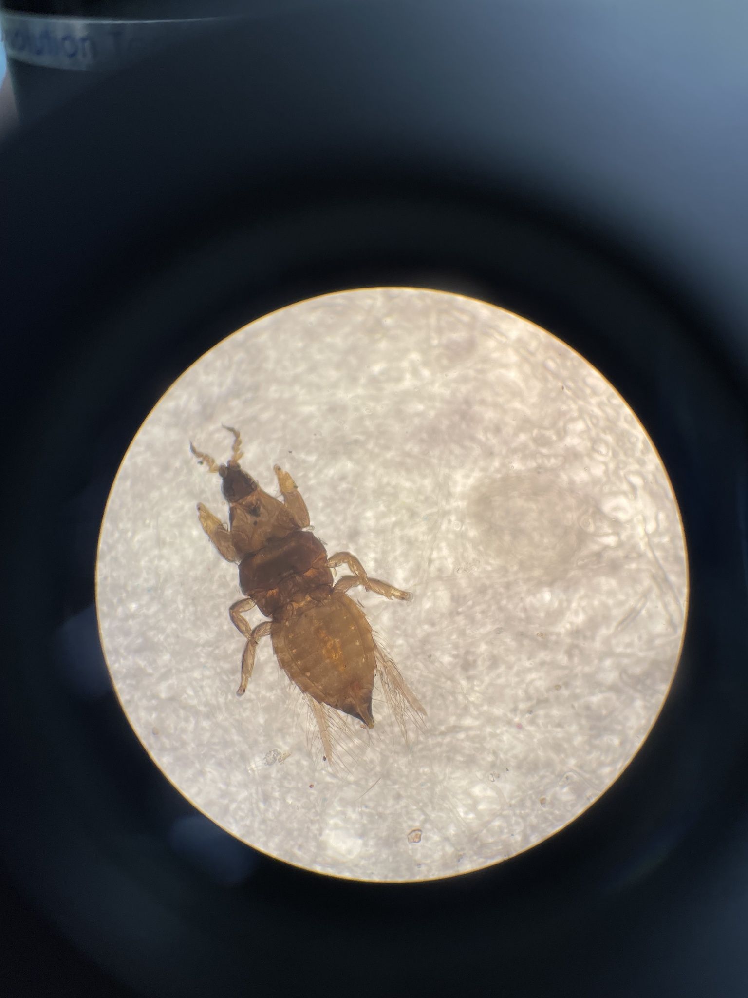 Arorathrips mexicanus