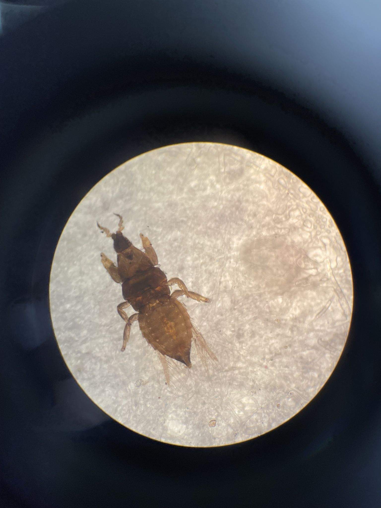 Arorathrips mexicanus