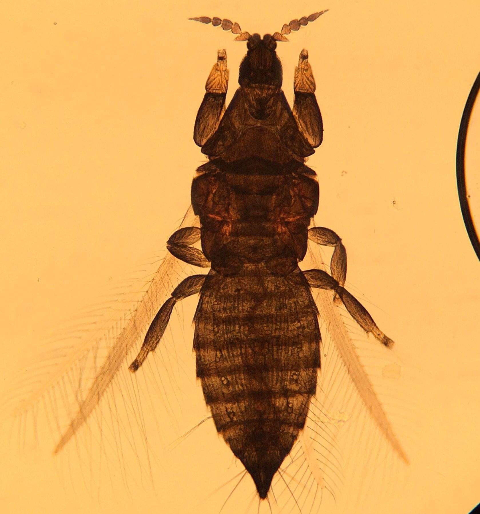 Arorathrips mexicanus