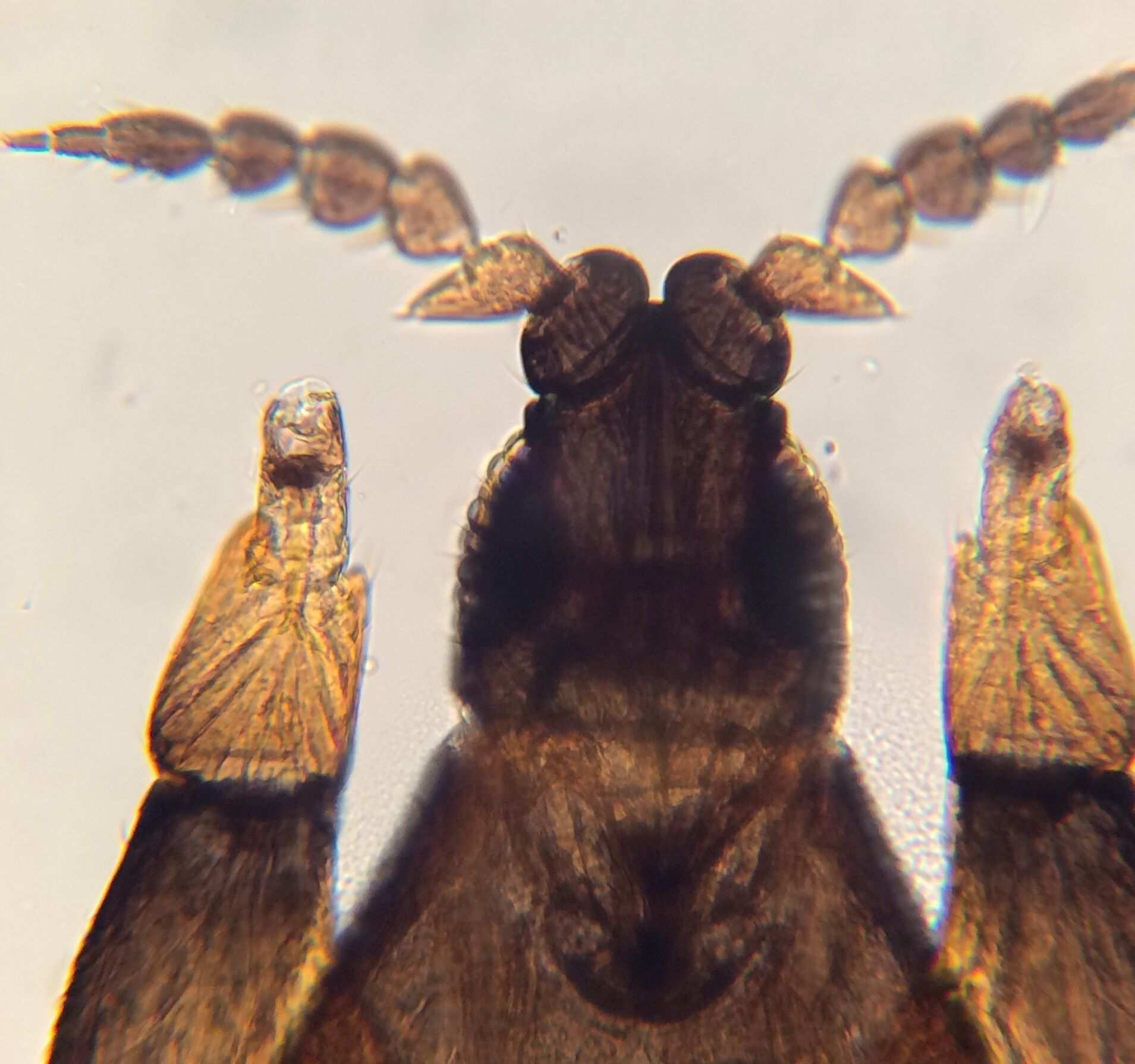 Arorathrips mexicanus