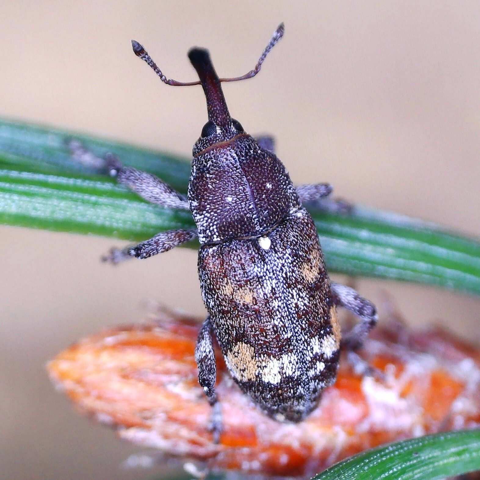 Pissodes castaneus