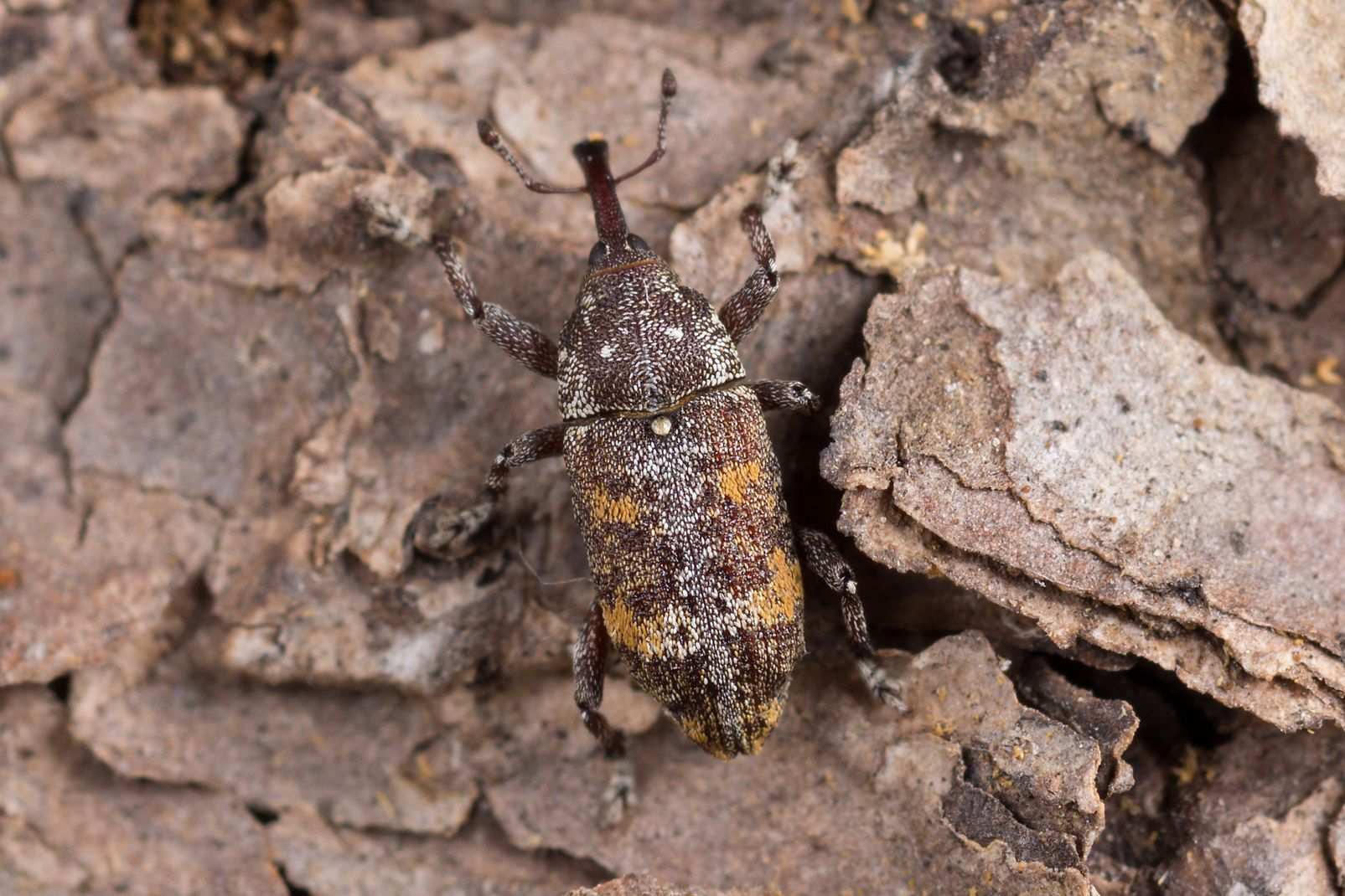 Pissodes castaneus