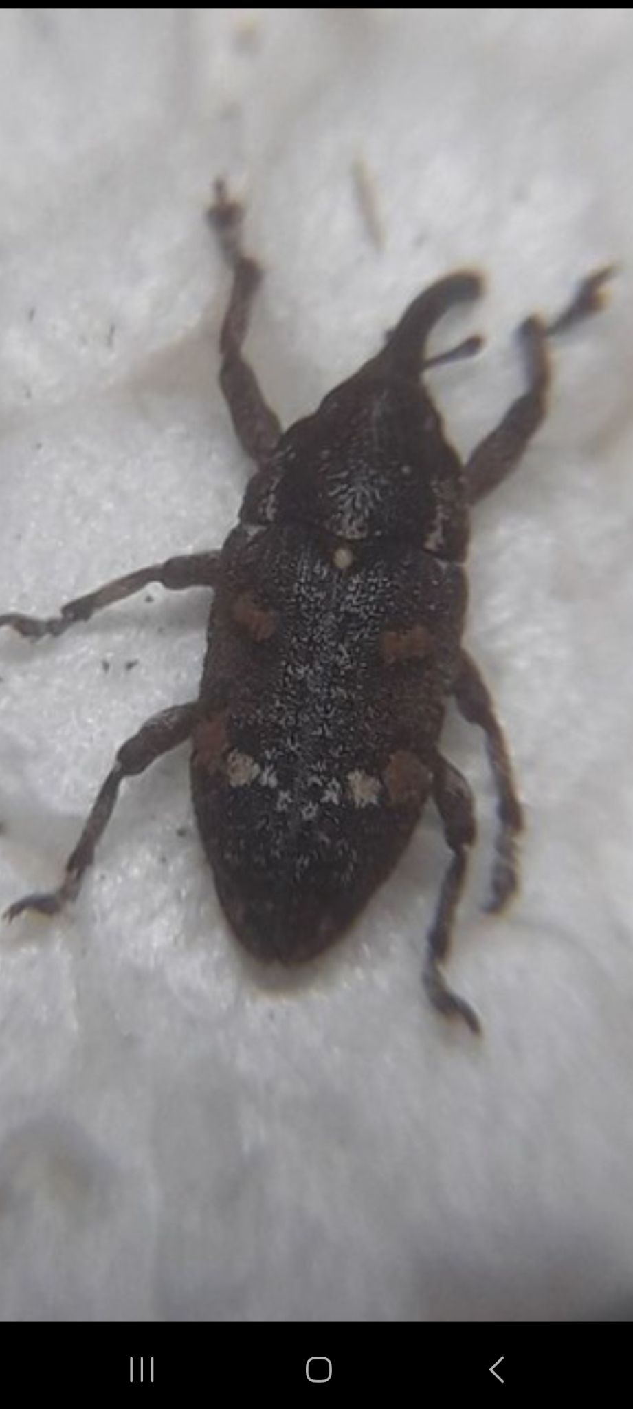 Pissodes castaneus