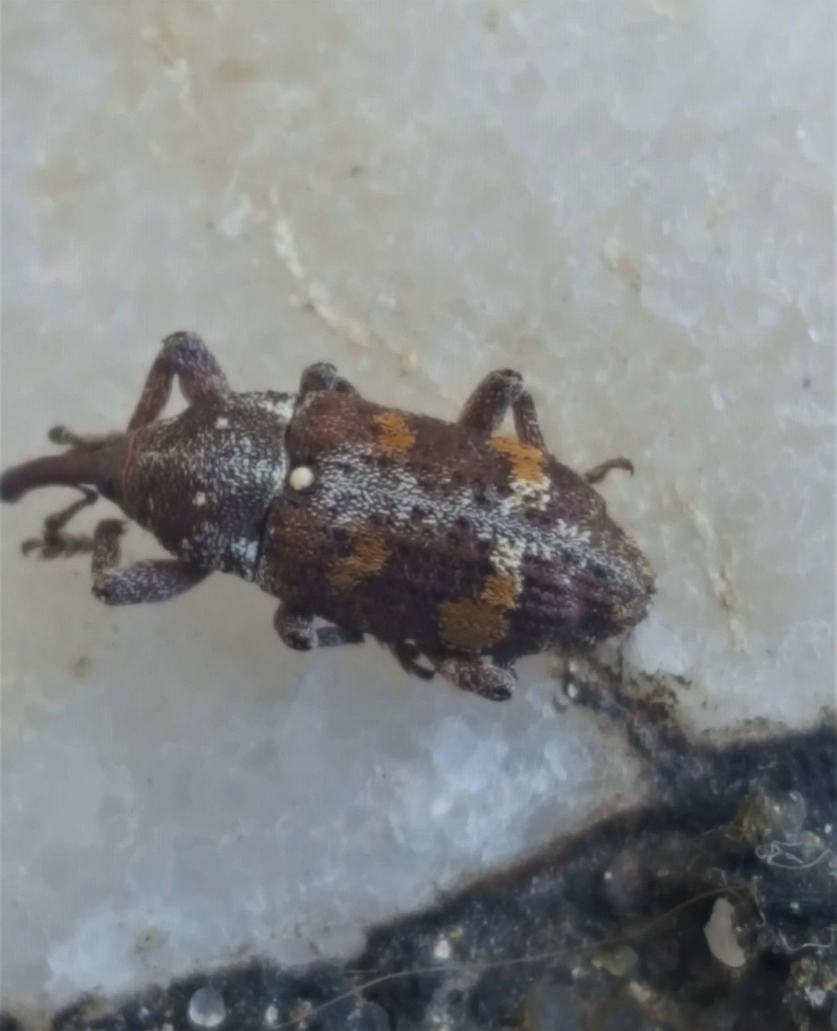 Pissodes castaneus