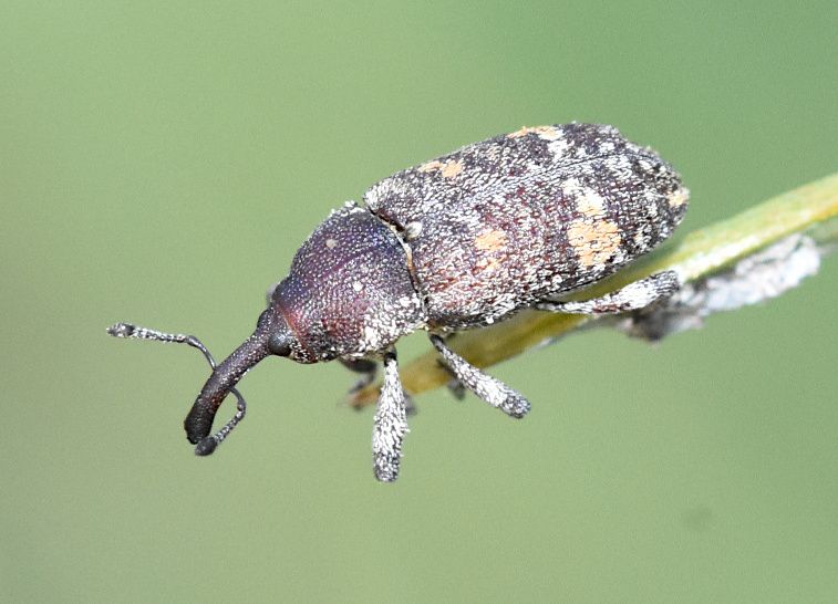 Pissodes castaneus