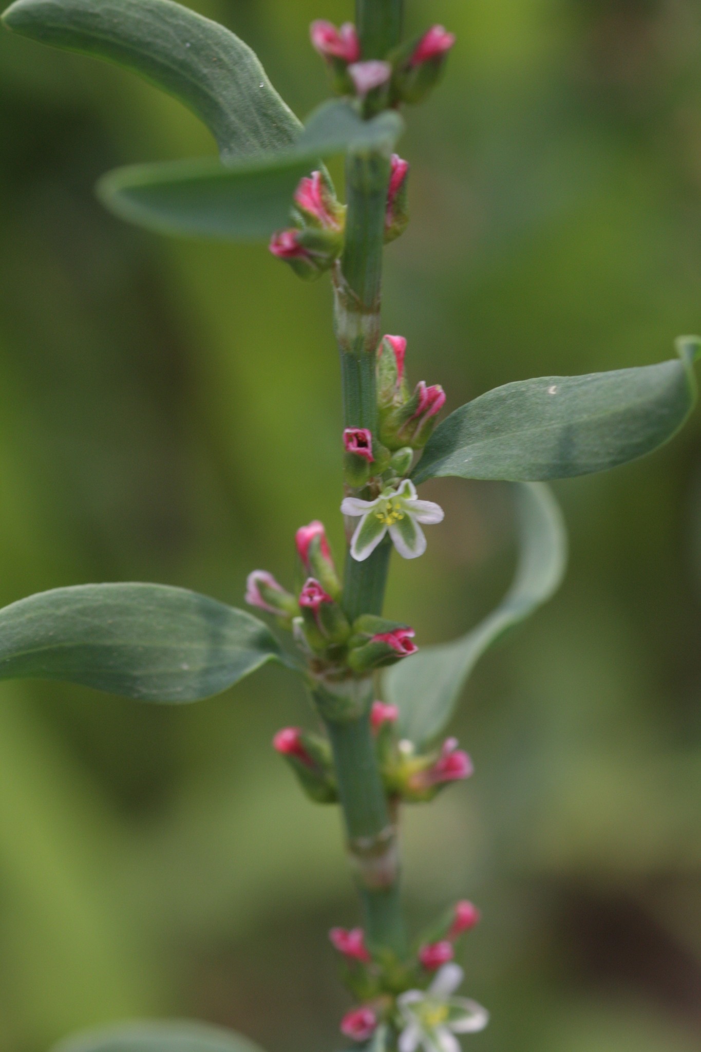 Polygonum aviculare