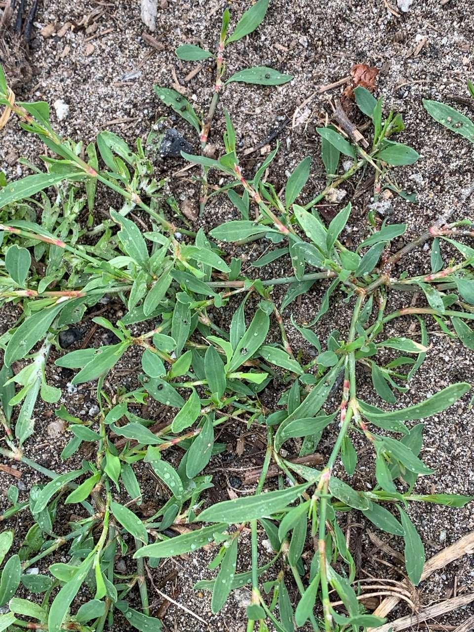 Polygonum aviculare