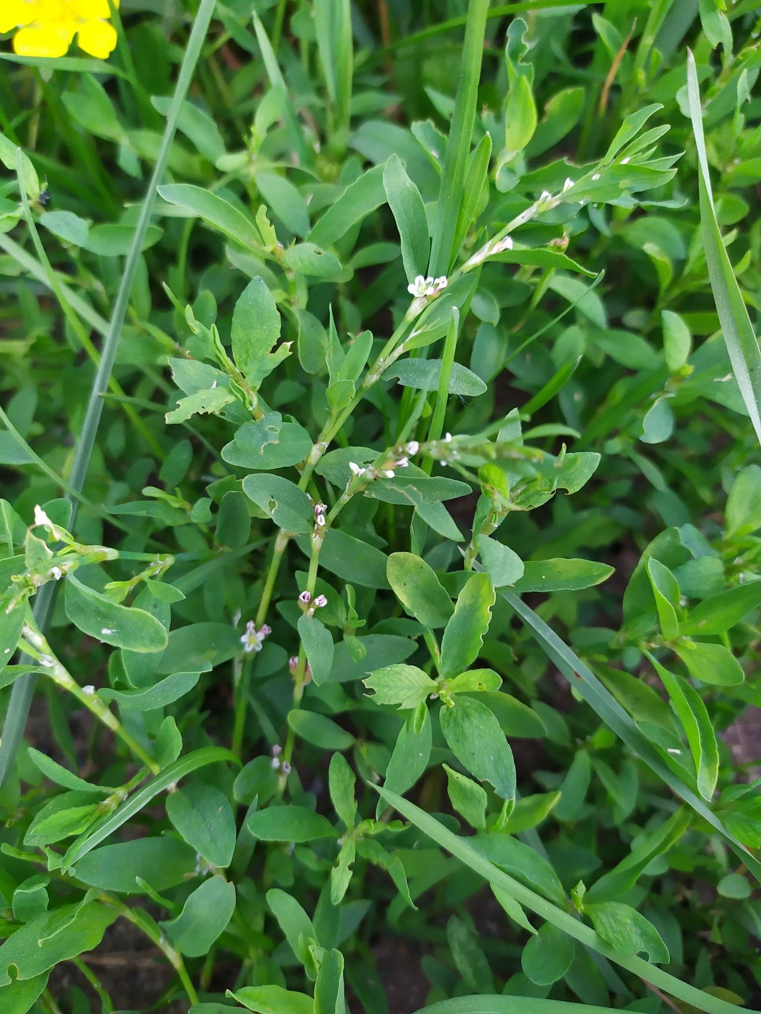 Polygonum aviculare