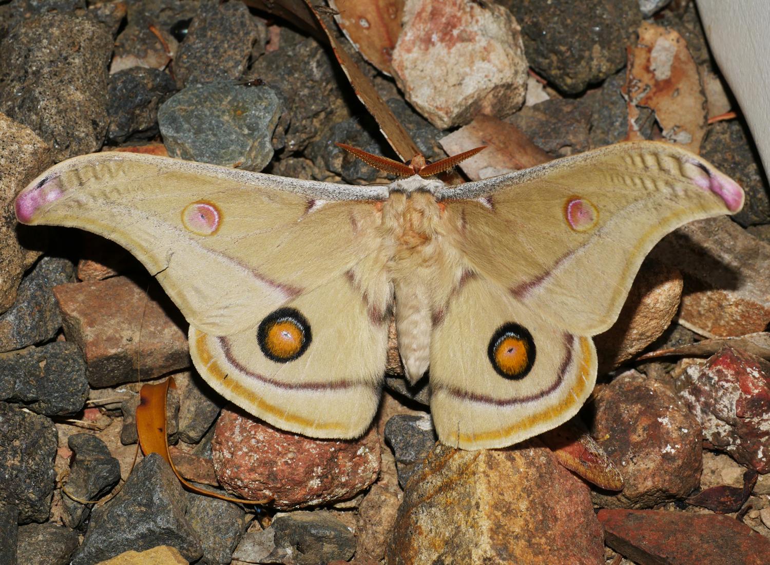 Opodiphthera eucalypti