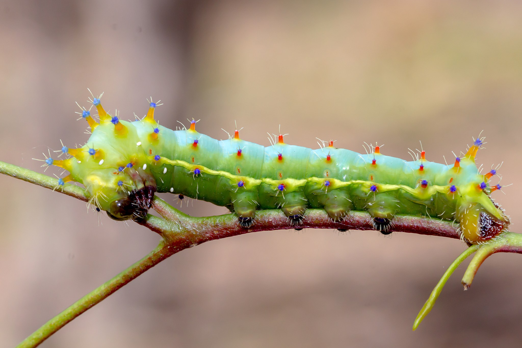 Opodiphthera eucalypti