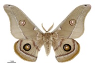 Opodiphthera eucalypti