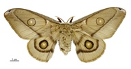 Opodiphthera eucalypti