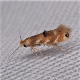 Bucculatrix