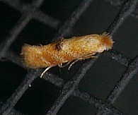 Bucculatrix