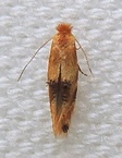 Bucculatrix