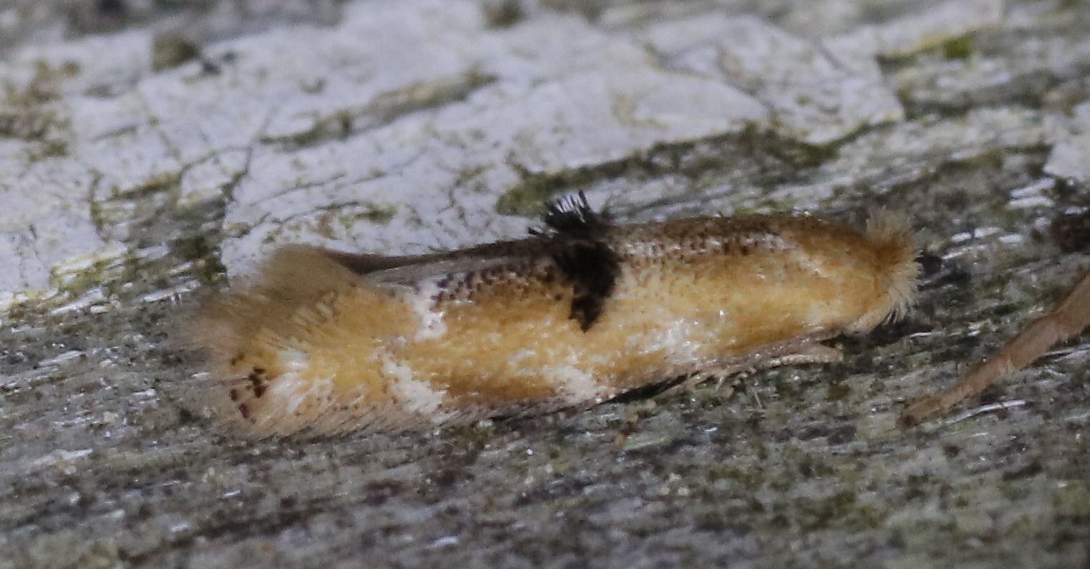 Bucculatrix