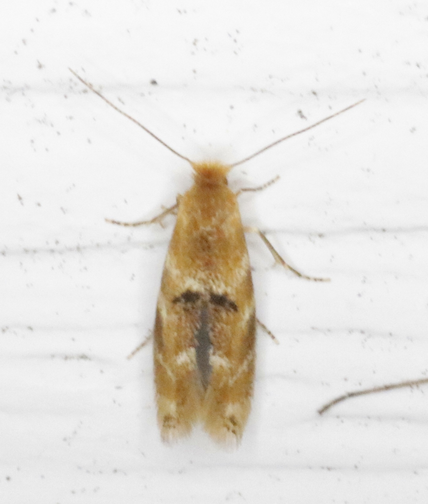 Bucculatrix