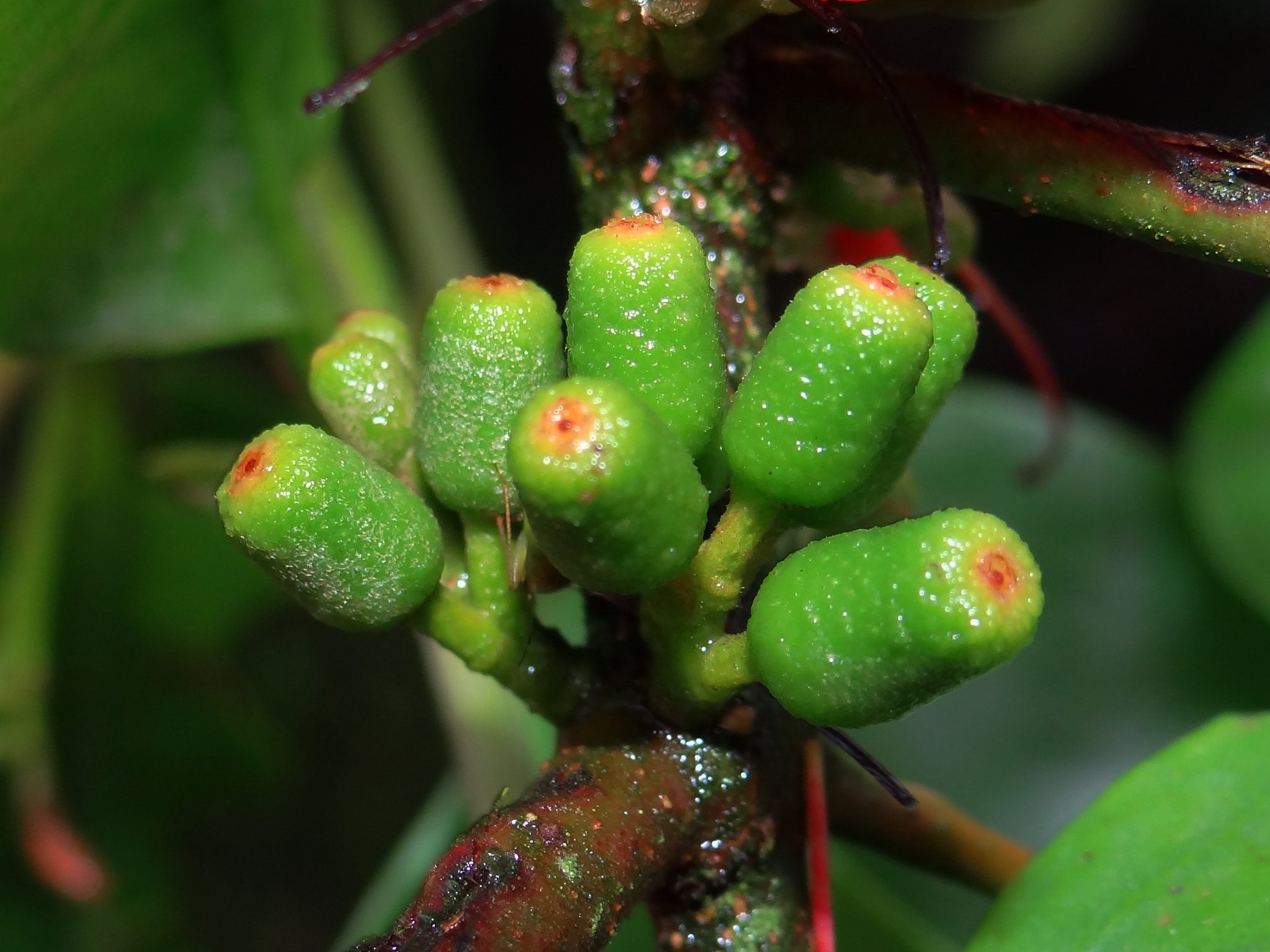 Taxillus