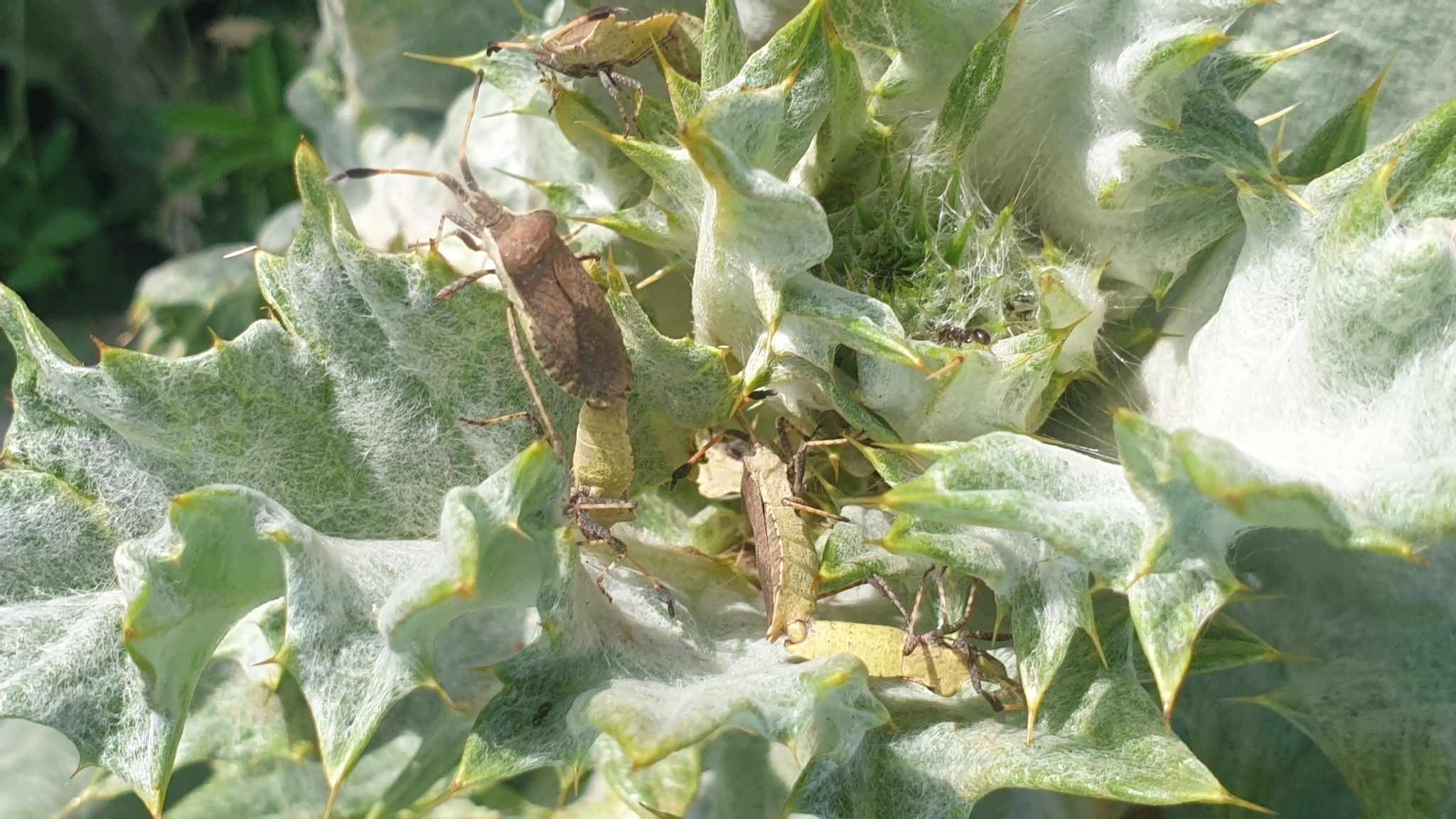 Enoplops disciger