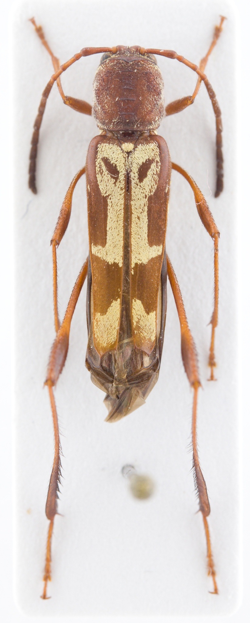 Euryscelis suturalis