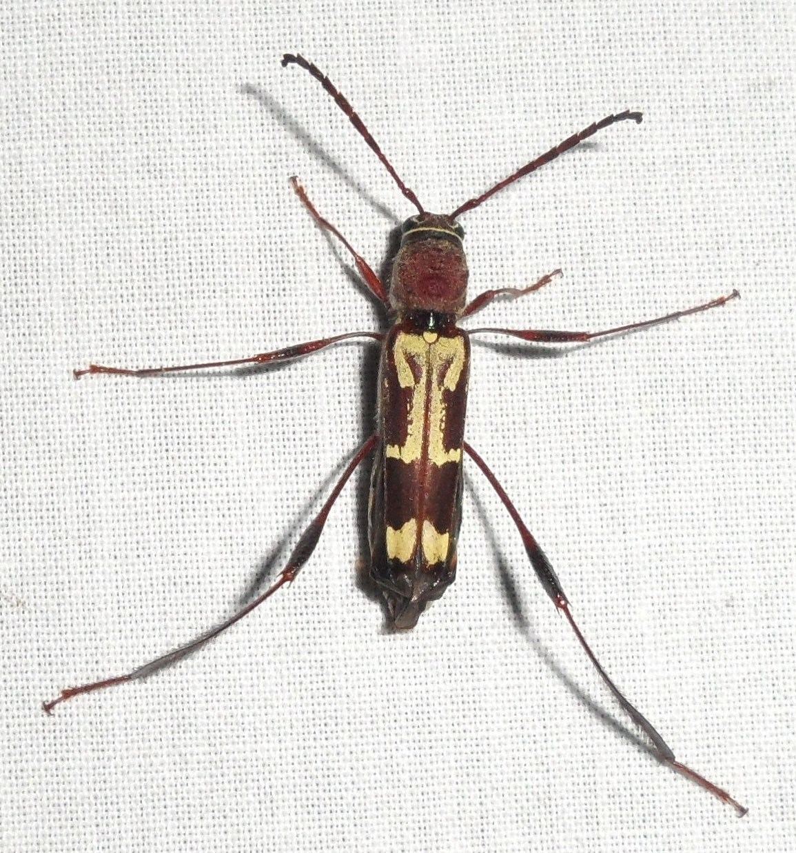 Euryscelis suturalis