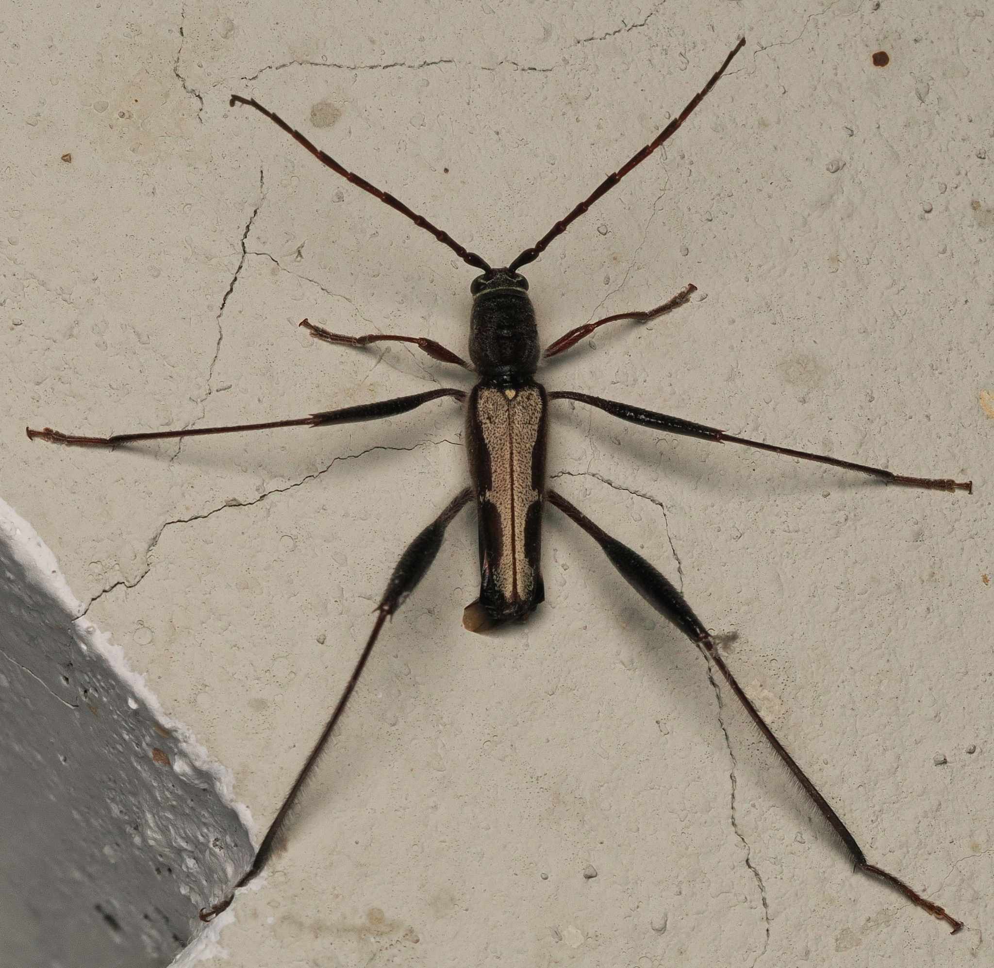 Euryscelis suturalis