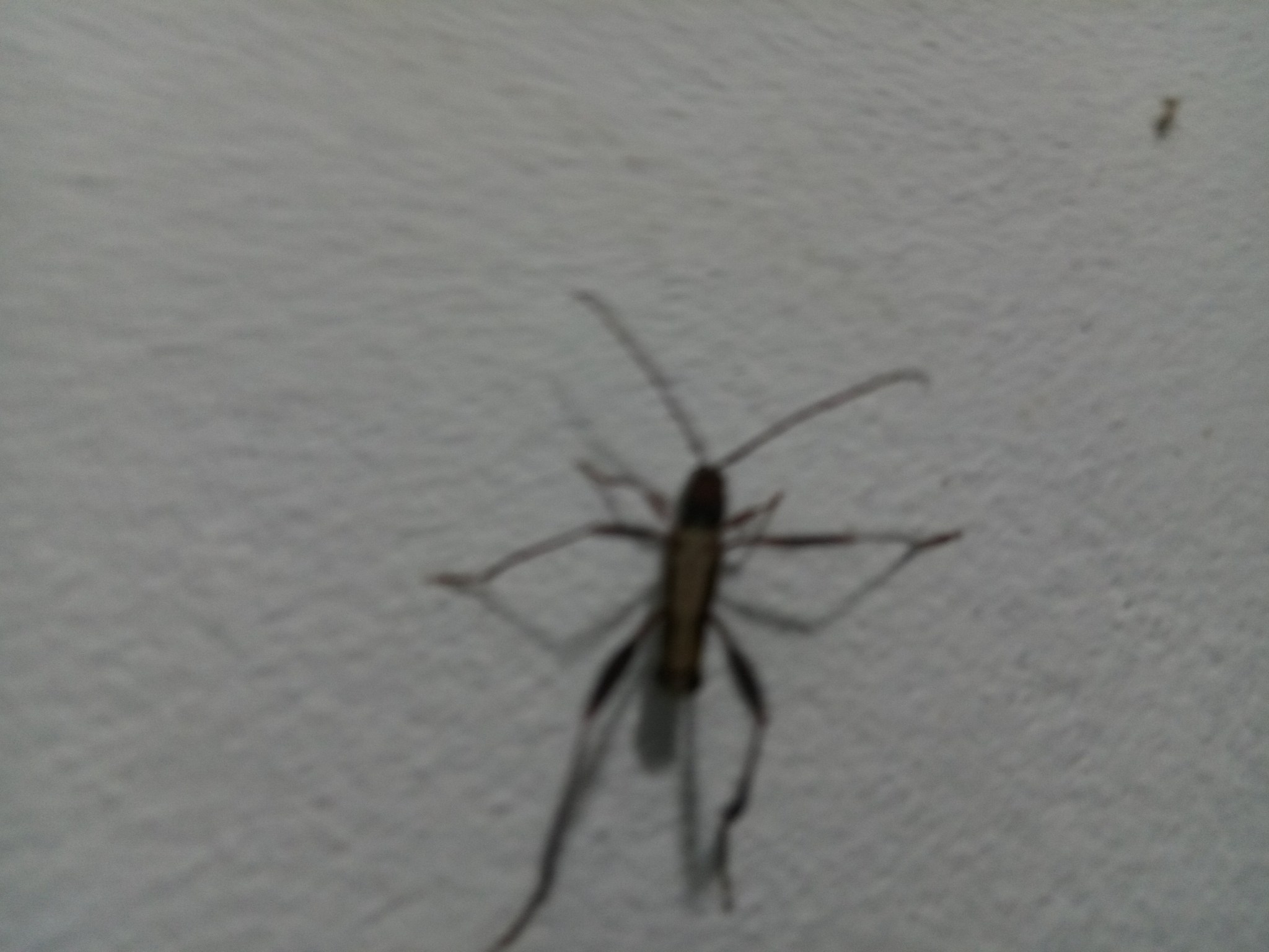 Euryscelis suturalis