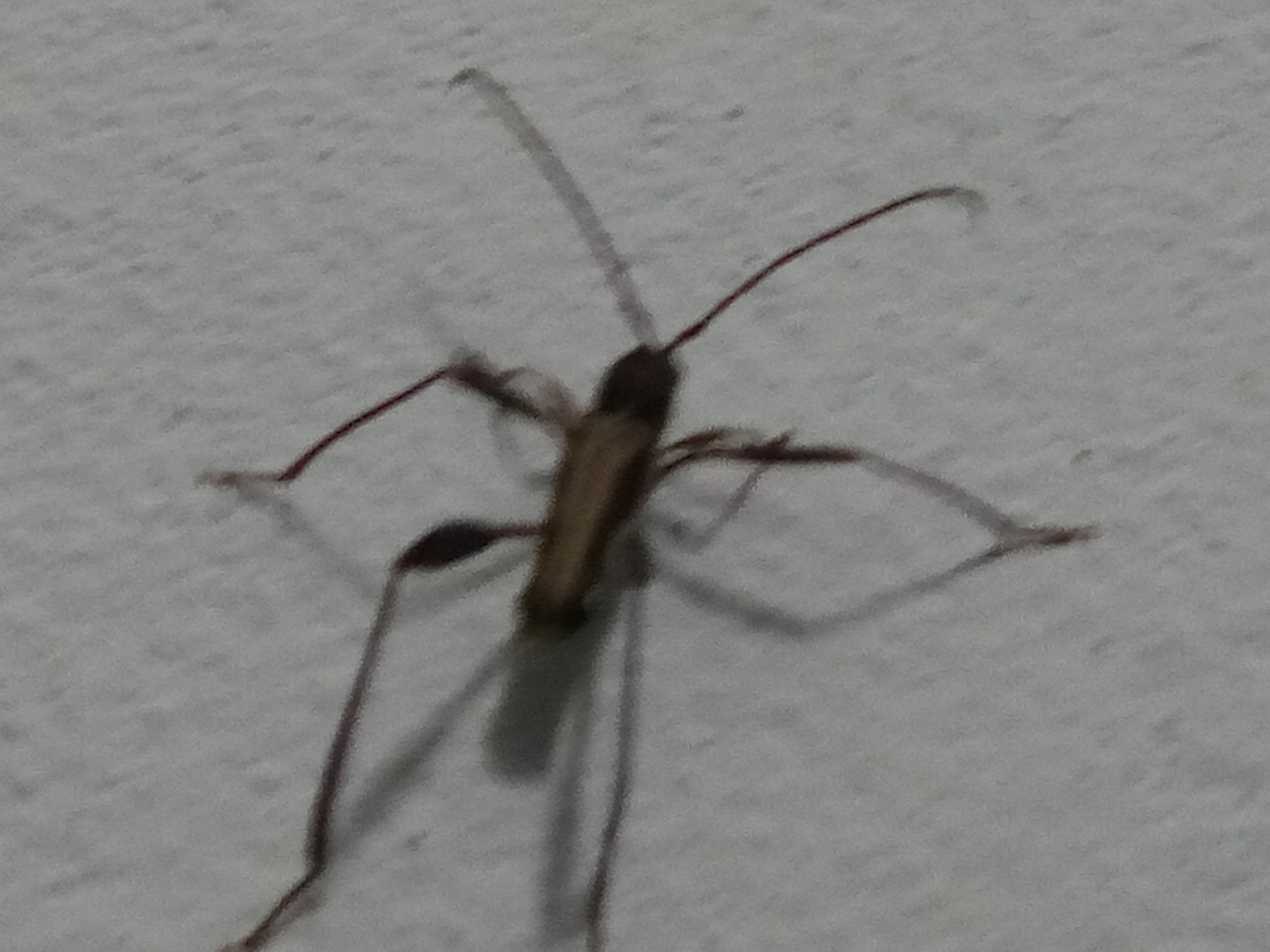 Euryscelis suturalis