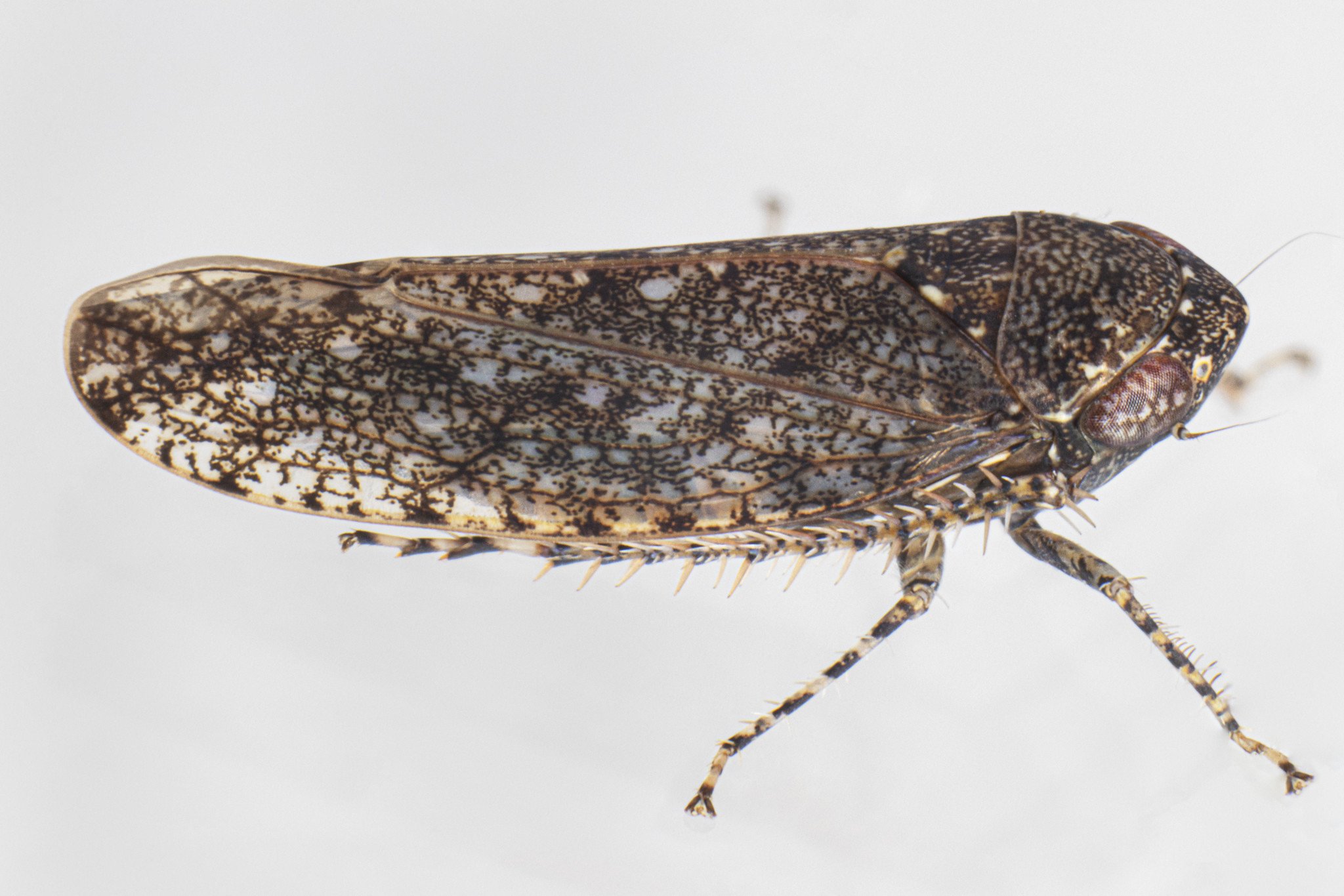 Paraphlepsius irroratus