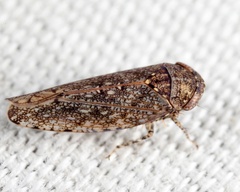 Paraphlepsius irroratus