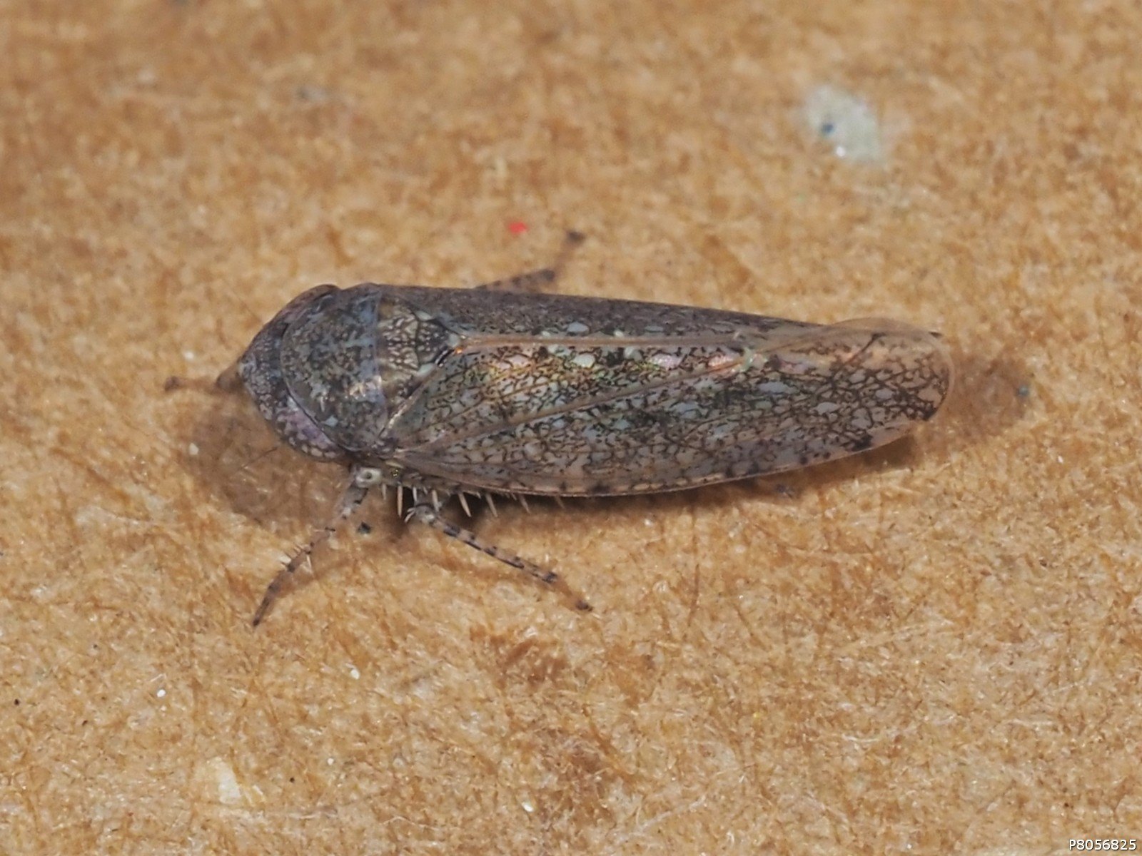 Paraphlepsius irroratus
