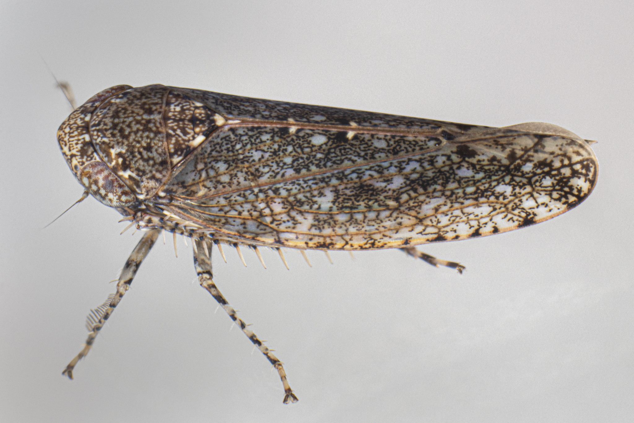 Paraphlepsius irroratus