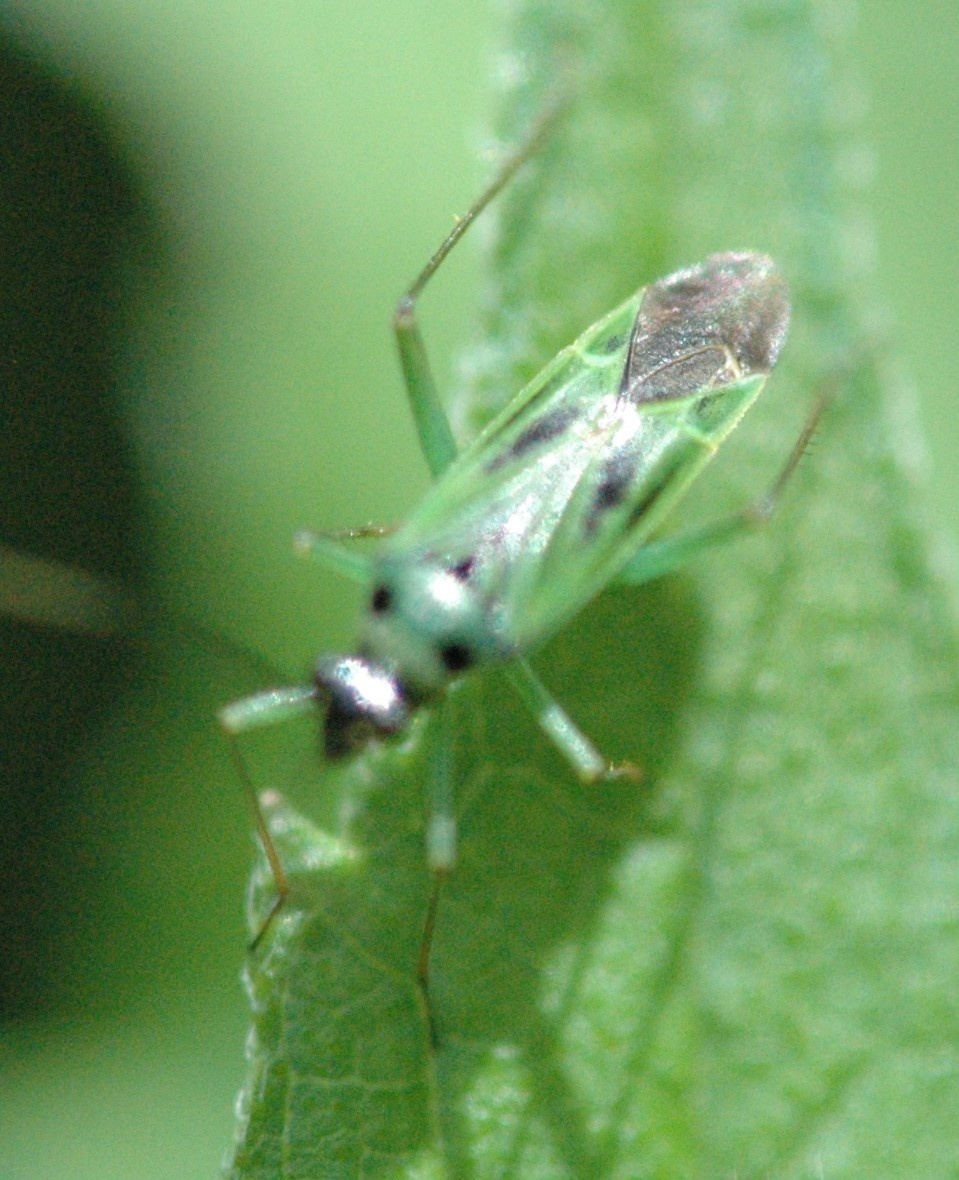 Ilnacora