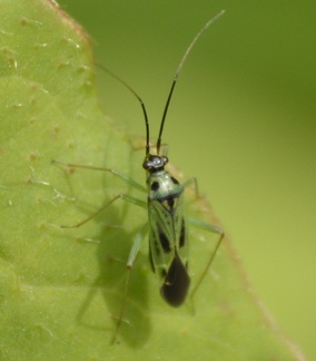 Ilnacora