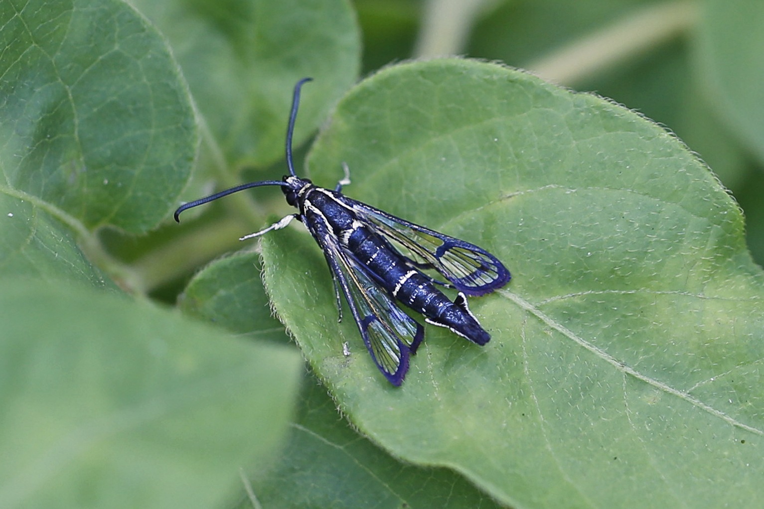 Synanthedon exitiosa