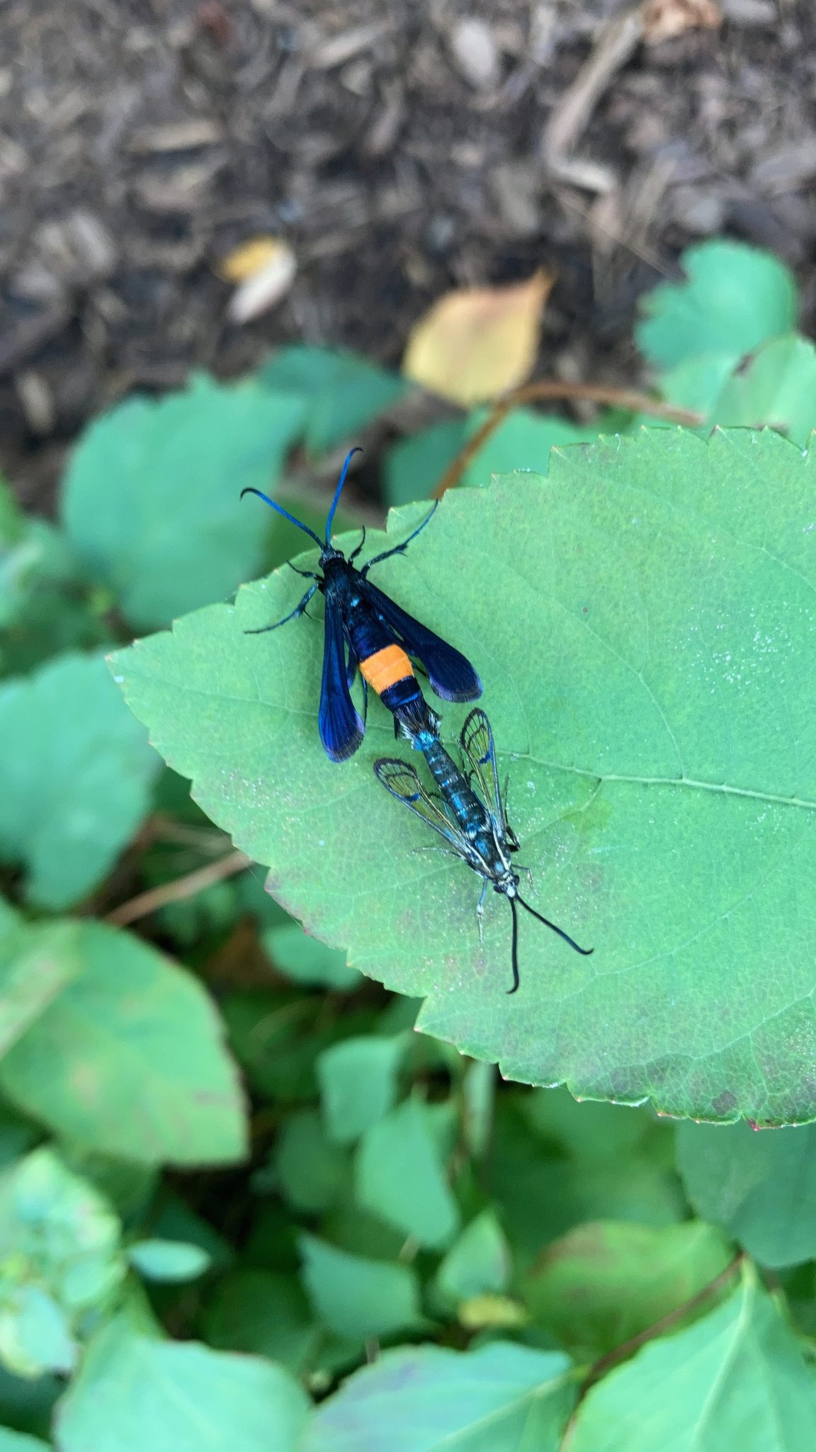 Synanthedon exitiosa