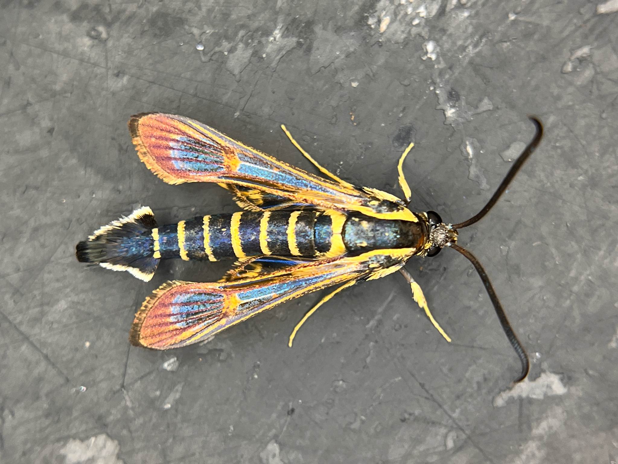 Synanthedon exitiosa