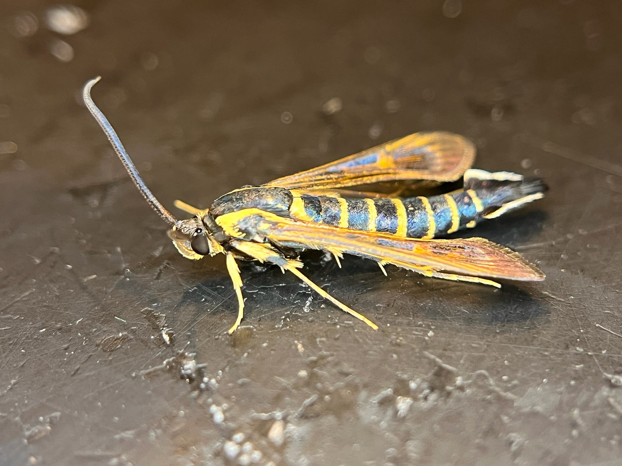 Synanthedon exitiosa