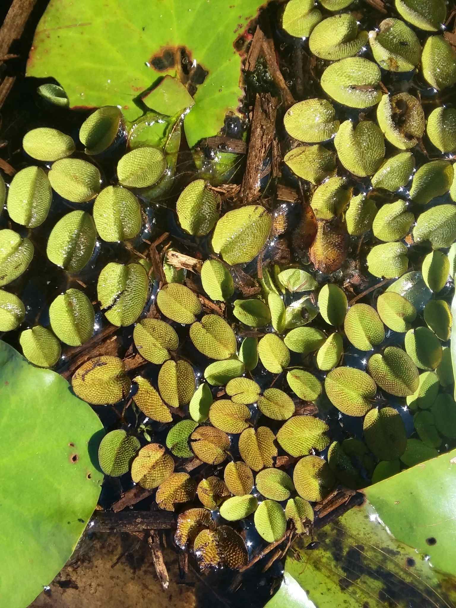 Salvinia molesta