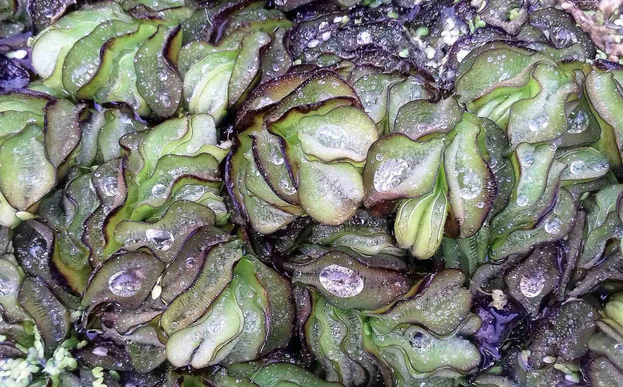 Salvinia molesta