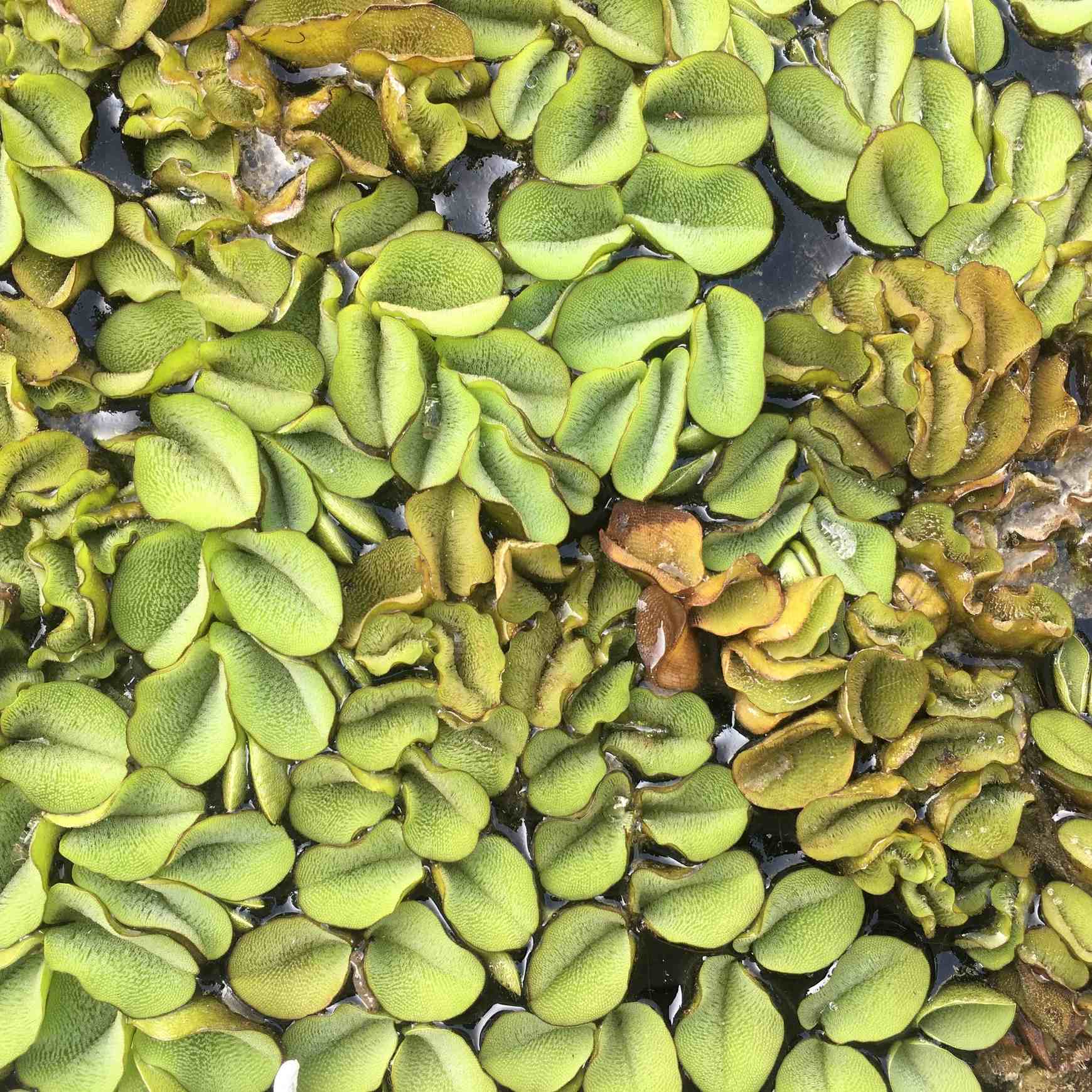 Salvinia molesta
